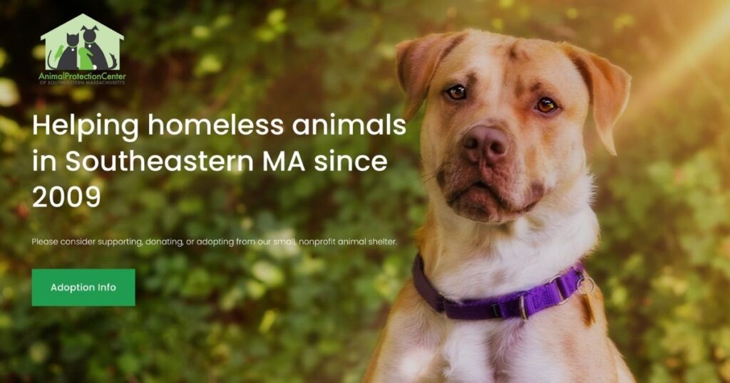 Animal Protection Center of Southeastern MA-a golden lab dog with APCSM logo and message